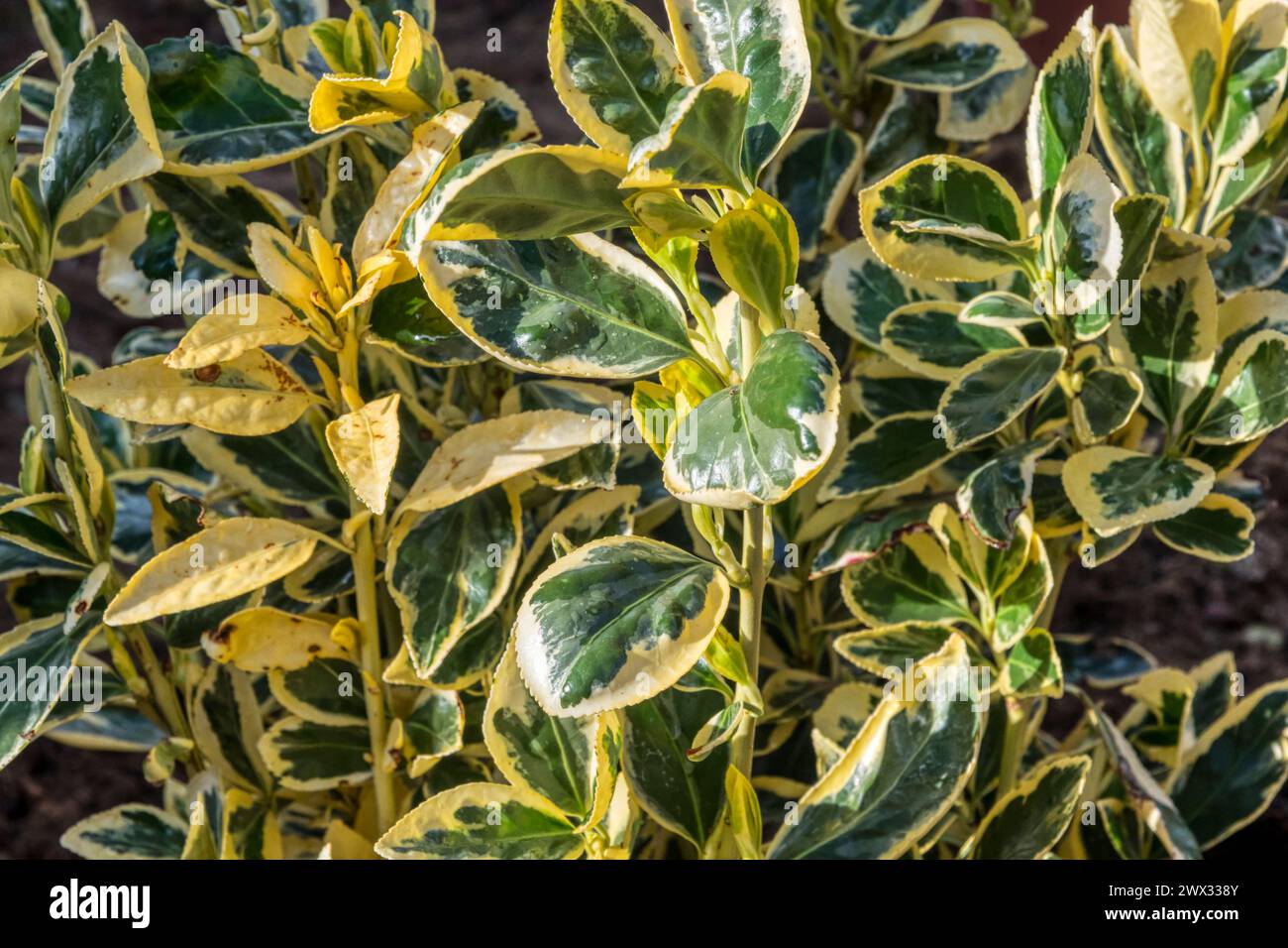 Buntes Laub von Euonymus japonicus 'Bravo'. Stockfoto