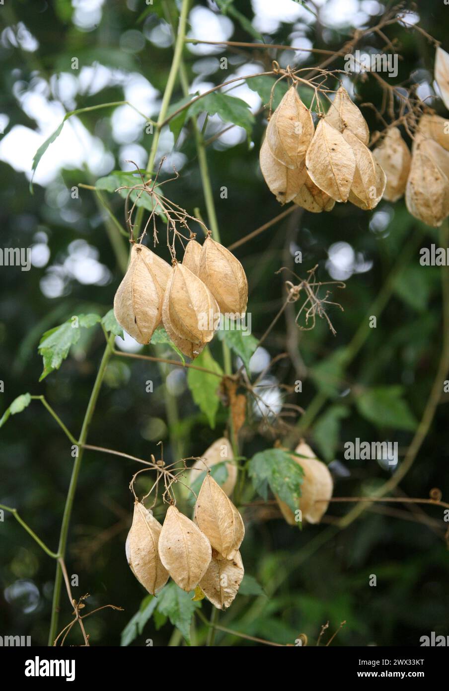 Auffällige Balloonvine, Herzerbse oder Herzsamen, Cardiospermum grandiflorum, Sapindaceae. Costa Rica. Tropische Kräuterrebe mit gekippten Fruchtschoten. Stockfoto