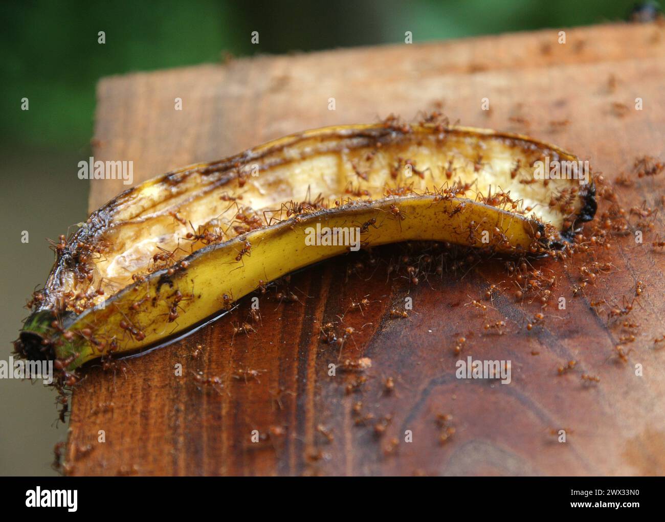Rote Ameisen aus Costa Rica essen eine Banane. Wahrscheinlich Atta Leafcutter Ameisen. Costa Rica. Stockfoto