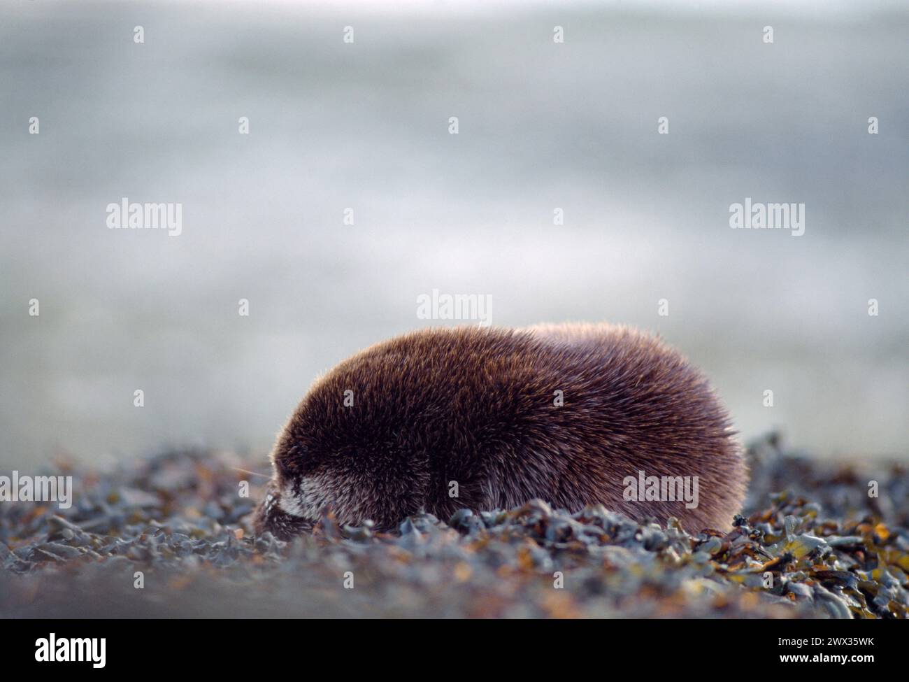 Otter (Lutra lutra) schlafend auf Algengestein bei Ebbe nach der Fütterung, Isle of Mull, Innere Hebriden, Schottland, Dezember 1995 Stockfoto