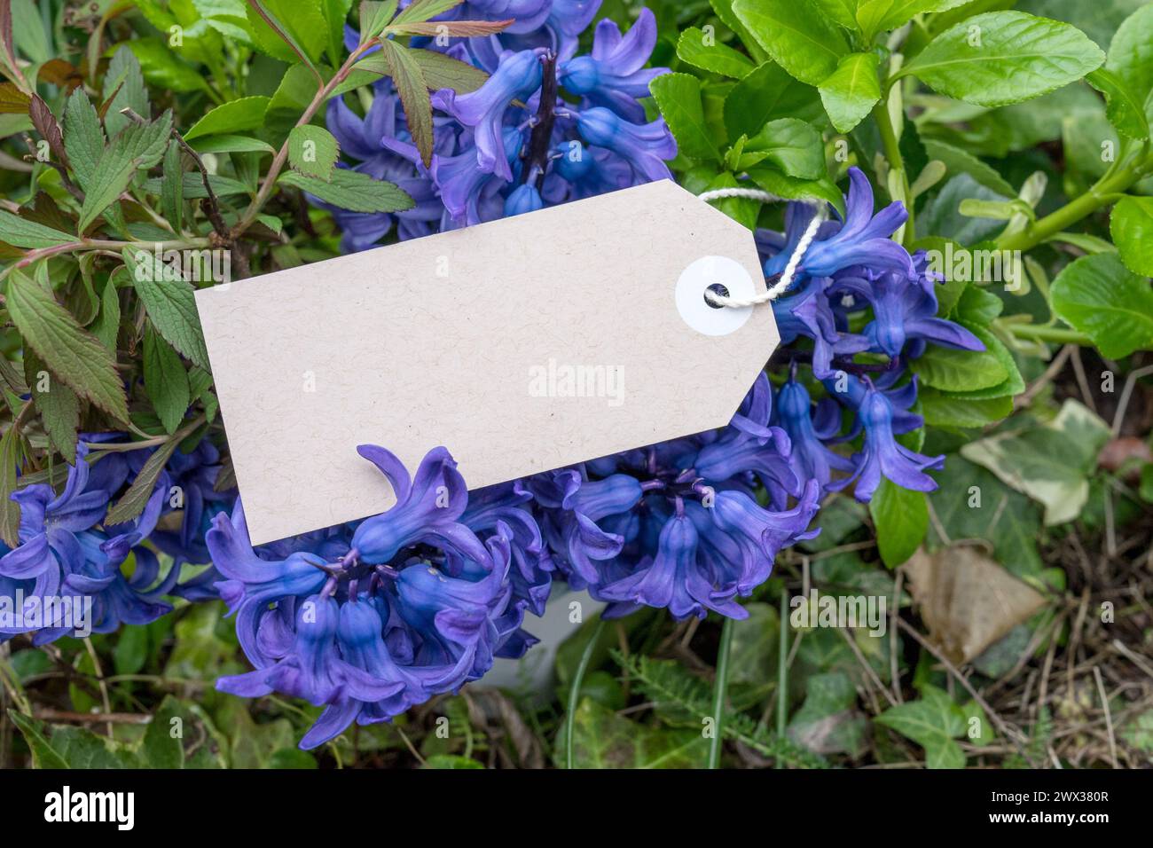 Grußkarte mit Blumenstrauß aus blauen Hyazinthen und Karte mit Kopierraum Stockfoto