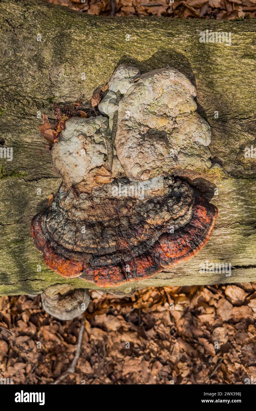 Pilz auf einem Baumstamm, Pilzwuchs, Natur, giftiger Pilz, faul, verrotten, Umwelt, Wald, abstrakt, Pflanze, Botanik, Flora, Deutschland Stockfoto