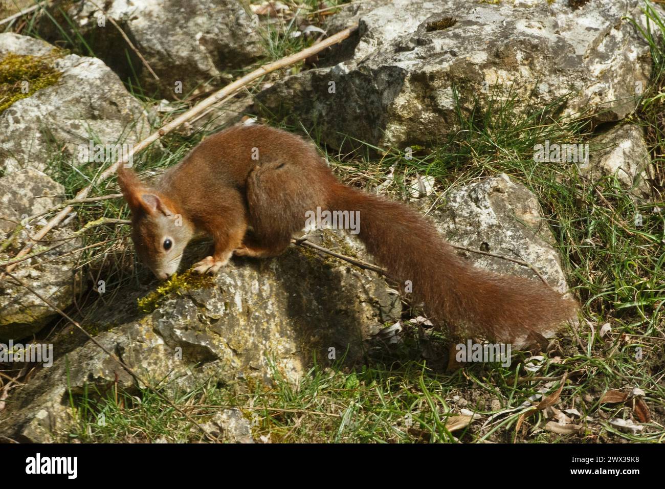 Eichhörnchen, das auf dem Felsen sitzt und links nach unten blickt Stockfoto