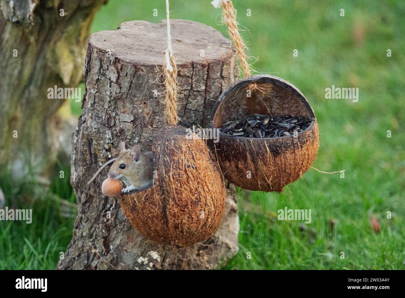 Holzmaus mit Nuss im Mund, die in der Speiseröhre sitzt und nach links schaut Stockfoto