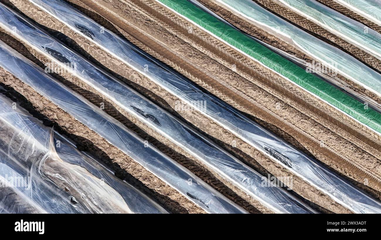 Spargelfeld mit Folie bedeckt, Beelitz, 26/03/2024 Stockfoto