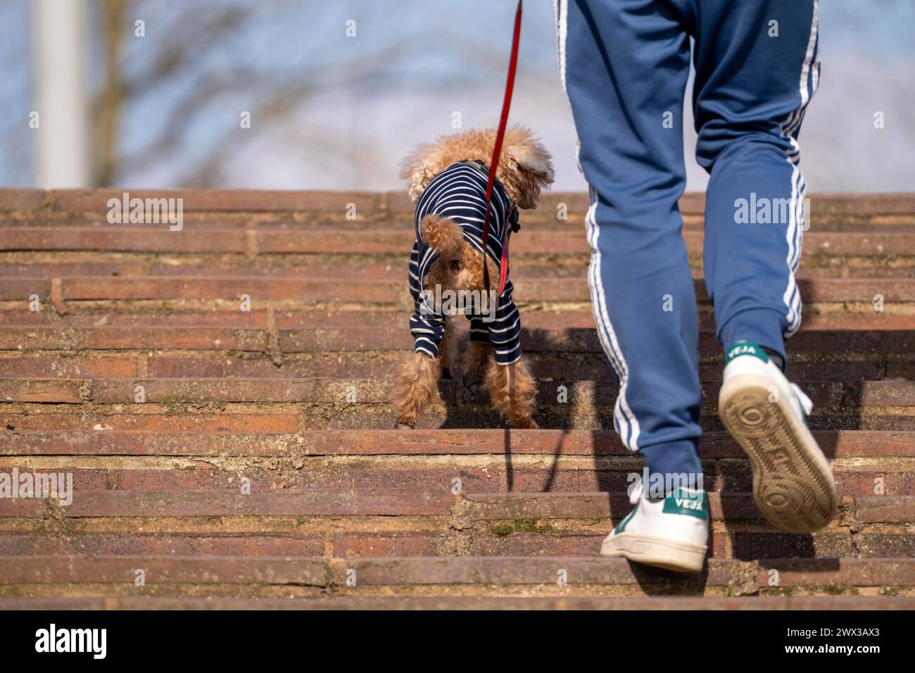 Kleiner Hund mit gestreiftem Hundemantel, Schutz vor Kälte, auf einem Spaziergang mit seinem Herrn, Stockfoto