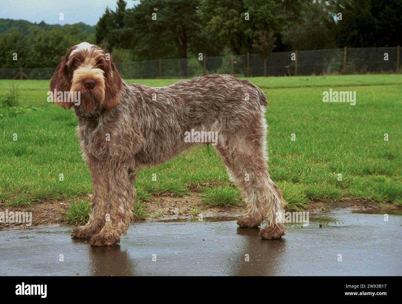 Der Italiener Spinone Brown Roan Stand Seitlich Stockfoto