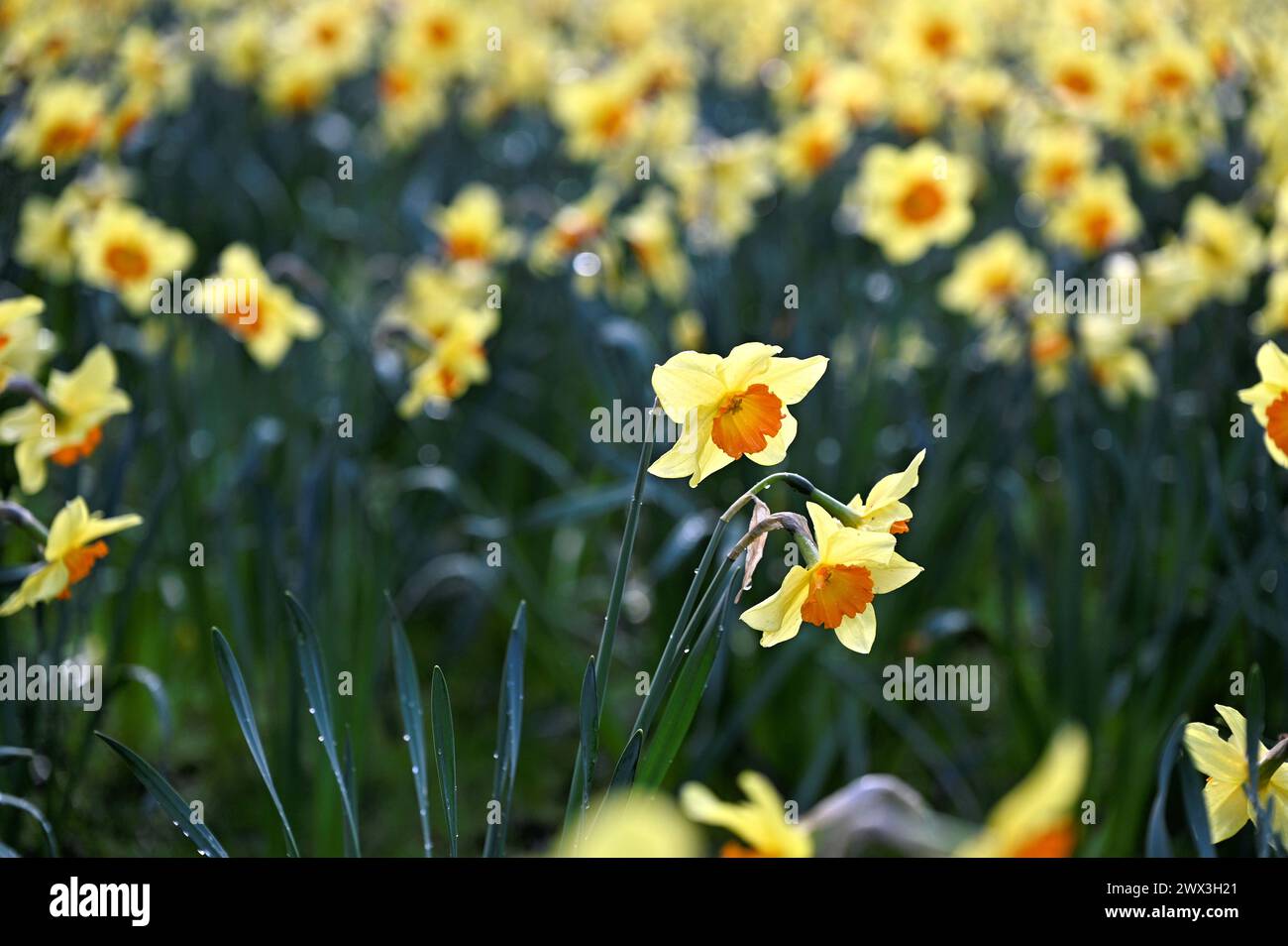 Edinburgh, Schottland, Großbritannien. März 2024. Überschwemmung rund um den Botanischen Garten nach starken Regenfällen über Nacht und bis in den frühen Nachmittag, schließlich zu Sonnenschein und einigen Duschen. FrühlingsNarzissen im Botanischen Garten nach dem Nässen. Quelle: Craig Brown/Alamy Live News Stockfoto