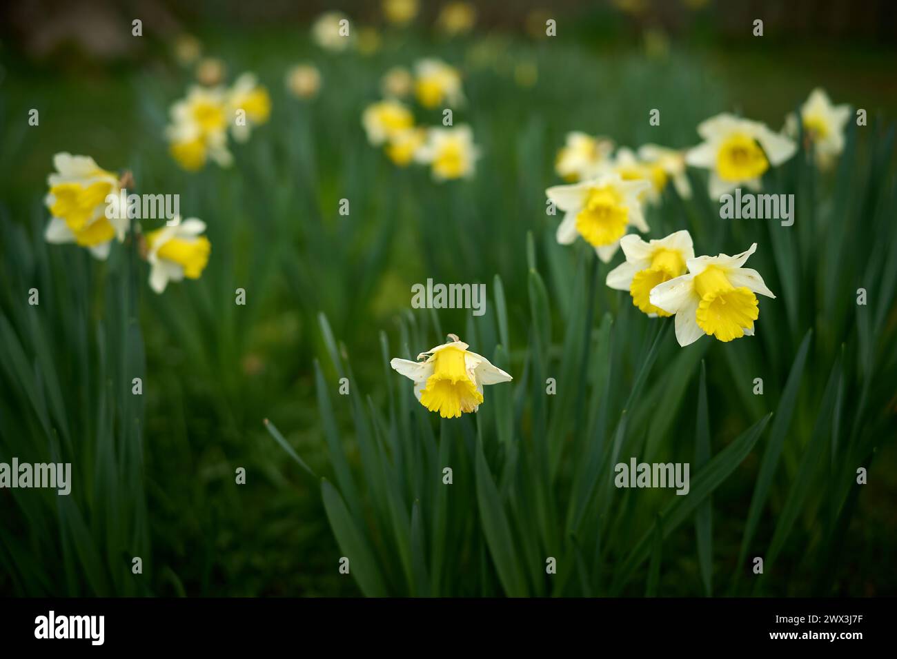Narzissen im Garten Stockfoto