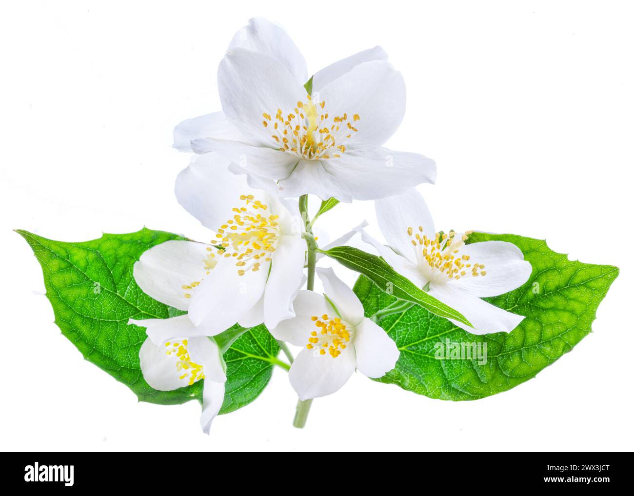 Zweig von Jasminblüten isoliert auf weißem Hintergrund. Stockfoto
