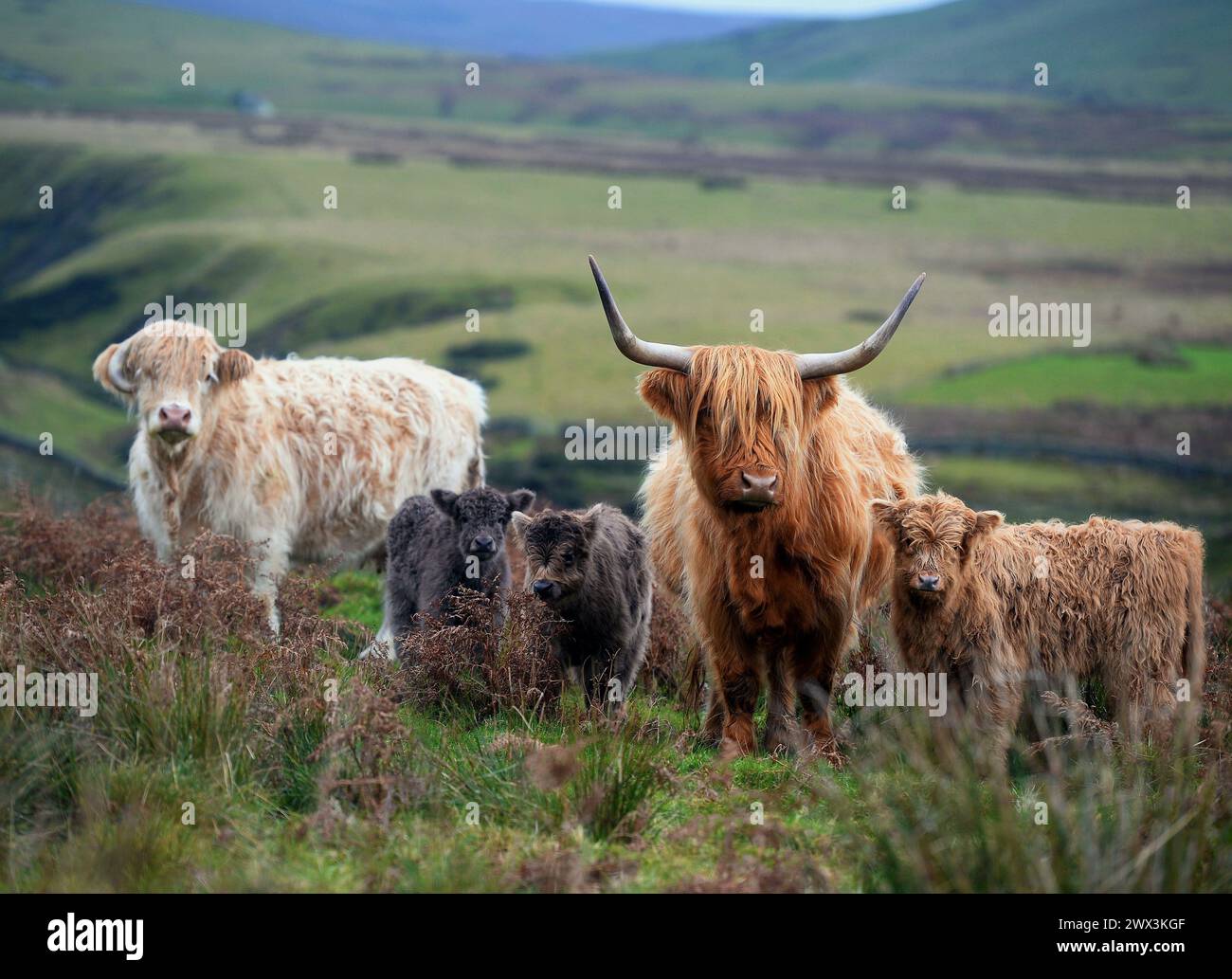 Highland-Kühe und ihre Jungen fotografiert in der Nähe von Kirkland in den Northern Pennines, Cumbria. Das Highland ist eine traditionelle Rasse in Westschottland. Stockfoto