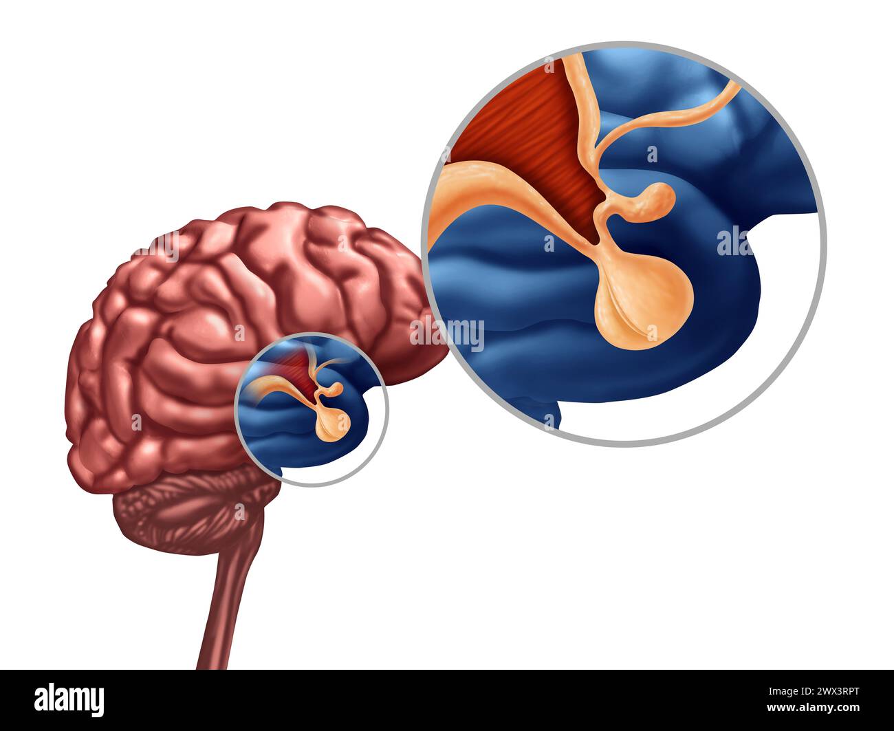 Hypophyse- oder Hypothalamus- oder Hypophysis cerebri-Konzept als Symbol des endokrinen Systems in Verbindung mit Wachstumshormon als Teil der menschlichen Anatomie. Stockfoto
