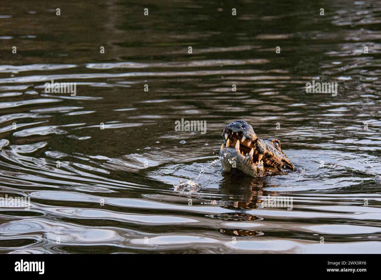 Yacare Caiman, Caiman Crocodilus Yacare, entblößt seine Zähne in einem Fluss in das Pantanal, Mato Grosso, Brasilien, Südamerika Stockfoto