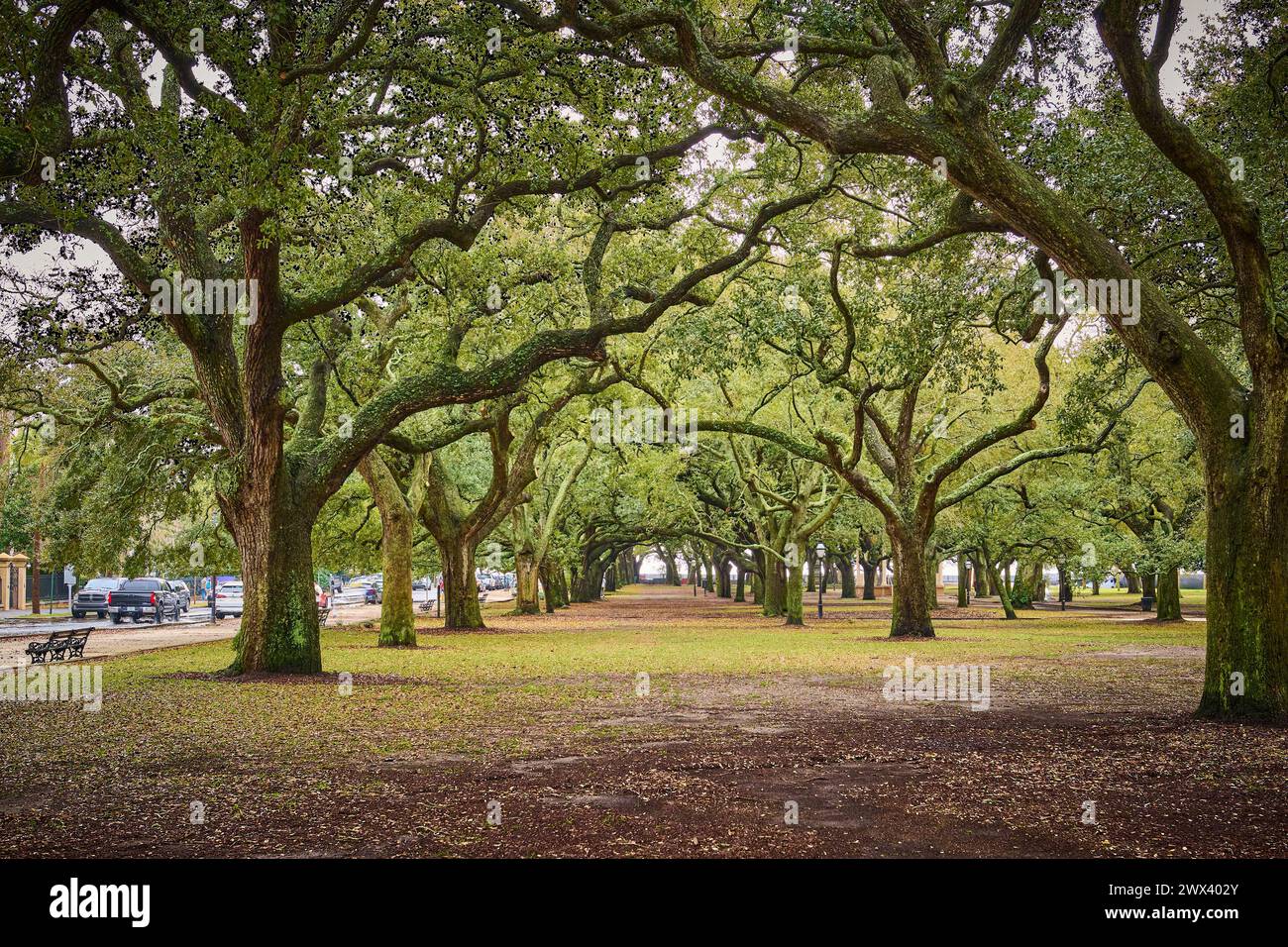 Eichen im White Point Garden Charleston, SC. Stockfoto
