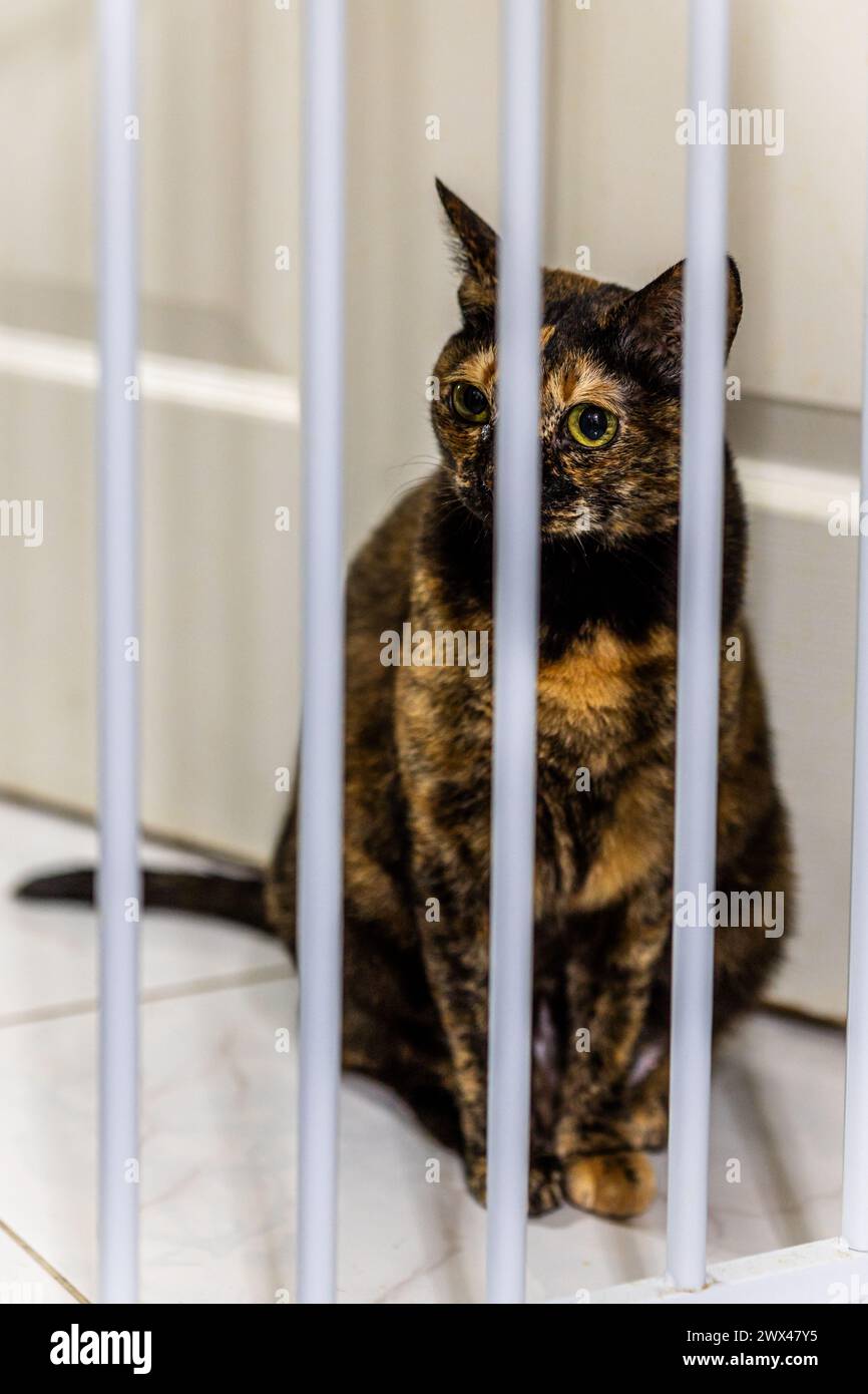 Eine kurzhaarige dunkelbraune Schildpattkatze von neun Jahren steht hinter dem Türzaun und wartet auf Snacks, die von ihrem Besitzer gefüttert werden. Stockfoto