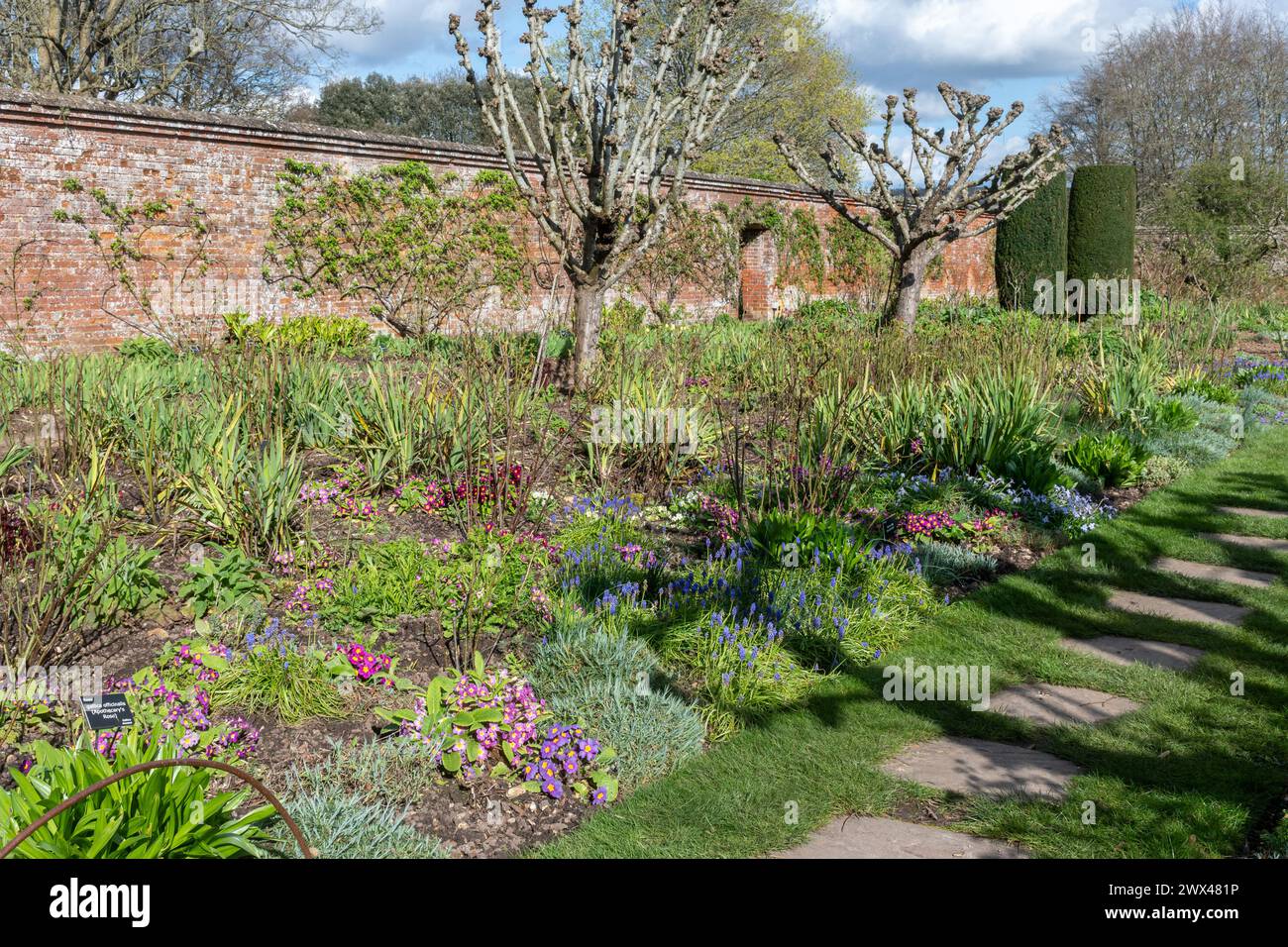 Frühlingsblumen in einem Blumenbeet in einem Garten in Mottisfont, Hampshire, England, Großbritannien, einschließlich farbenfroher Primula und Traubenhyazinthen Stockfoto