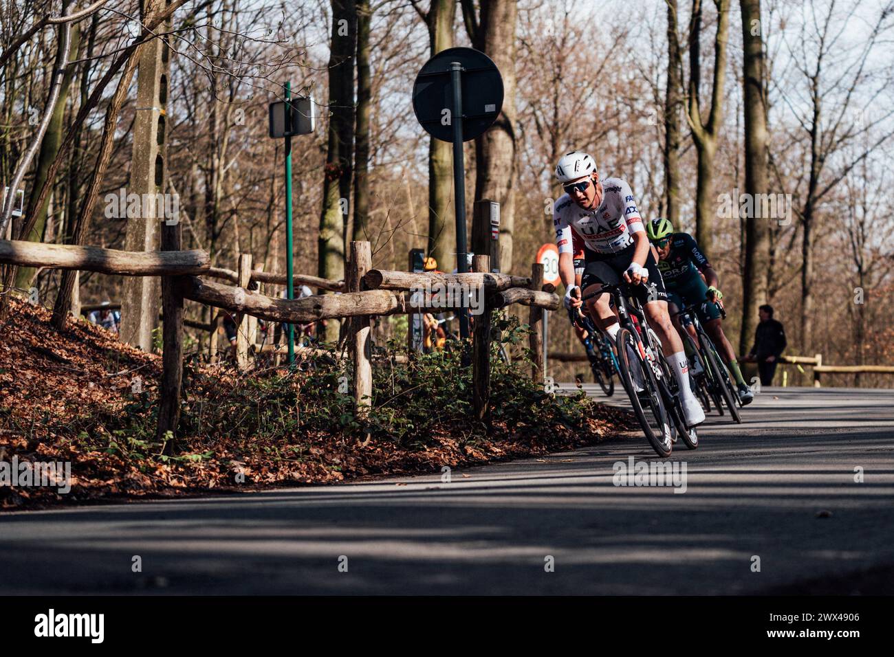 Waregem, Belgien. März 2024. Bild von Zac Williams/SWpix.com - 27/03/2024 - Radfahren - 2024 Dwars Door Vlaanderen - Tim Wellens, Team Emirates der Vereinigten Arabischen Emirate. Quelle: SWpix/Alamy Live News Stockfoto