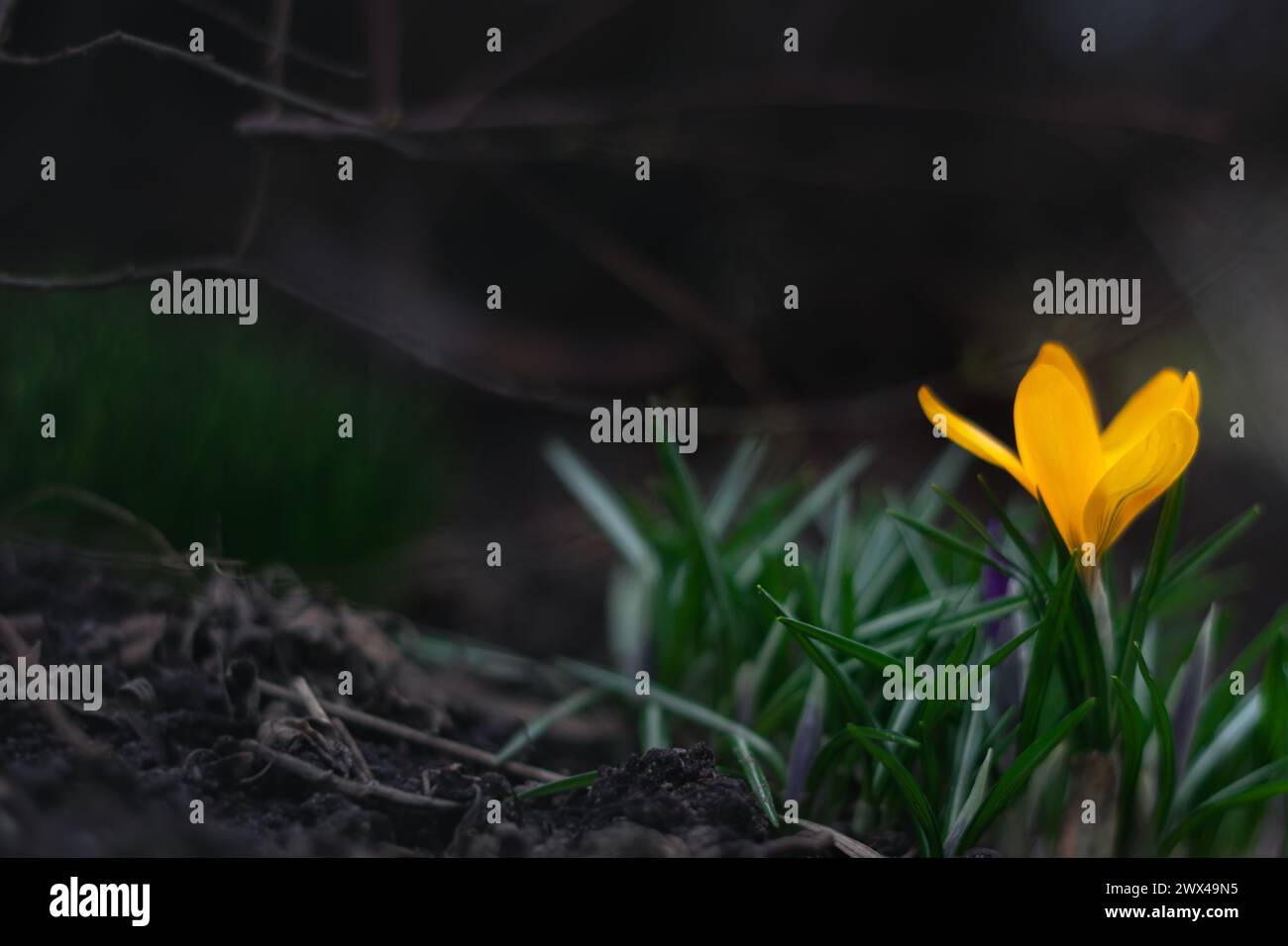 Krokusse gelbe Blüten Schneeglöckchen an einem sonnigen Frühlingstag unter freiem Himmel. Schöne Primrosen vor dunklem Hintergrund Stockfoto