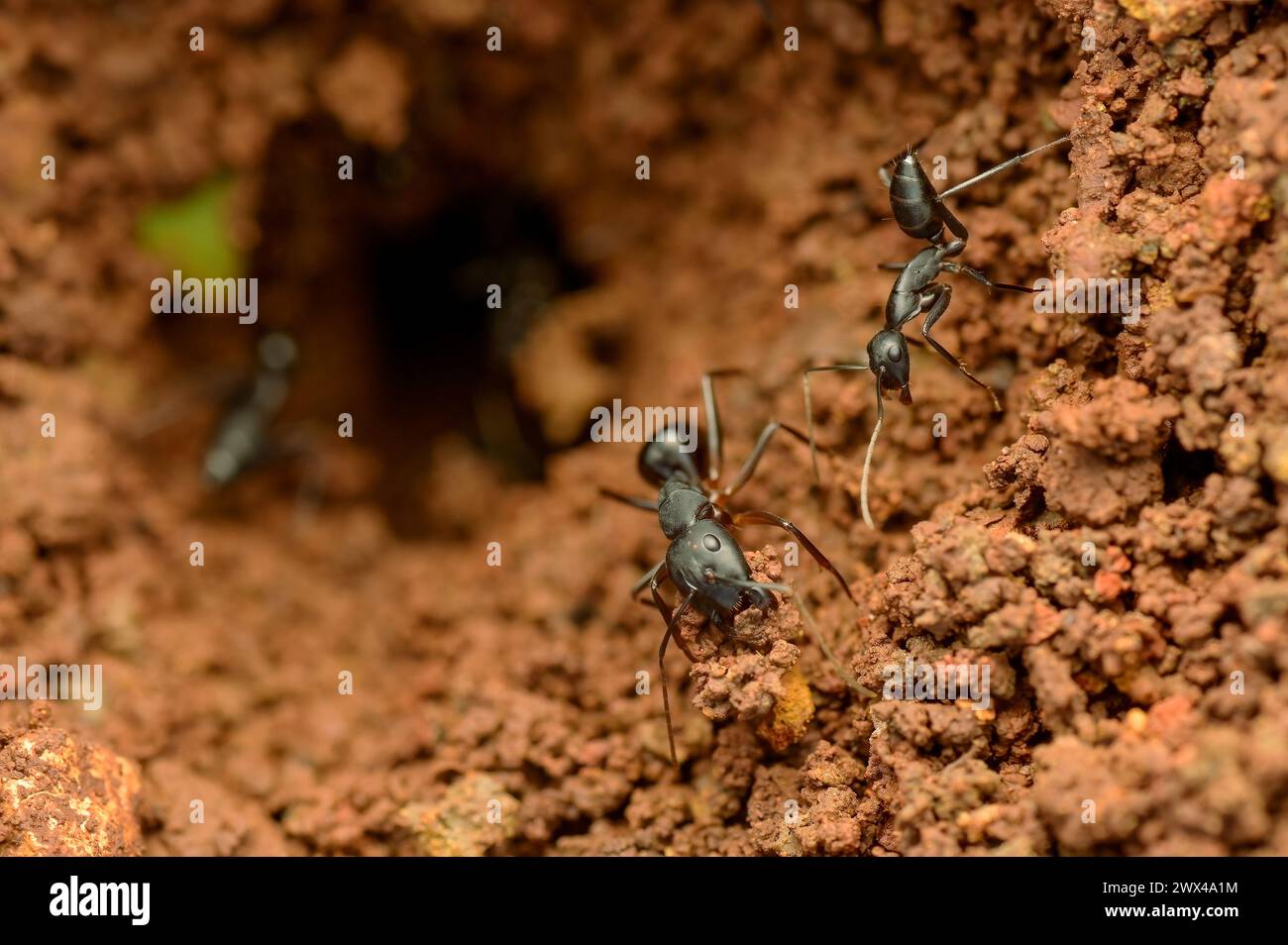 Arbeitende Ameisen bilden ein Netzwerk von Nestern im Boden, indem sie Boden mit ihren Mundteilen anheben und entfernen. Stockfoto