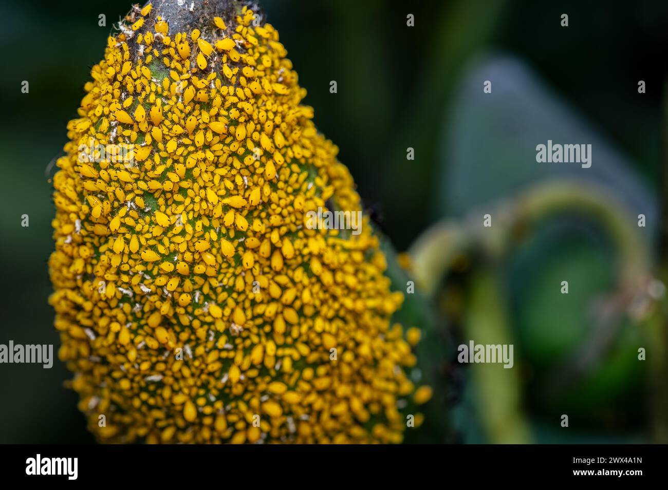 Nahaufnahme von gelben Blattläusen, die auf der Frucht von Calotropis gigantea schwärmen. Dies sind die Saugschädlinge, die für Agrar- und Gartenpflanzen schädlich sind. Stockfoto