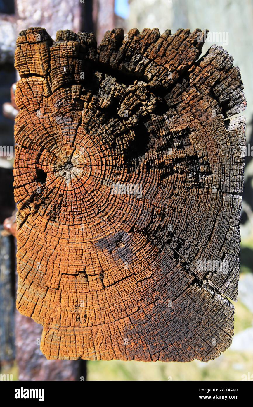 Baumringe sichtbar auf alten Brettern aus Holz, die als Teil von Maschinen verwendet werden Stockfoto