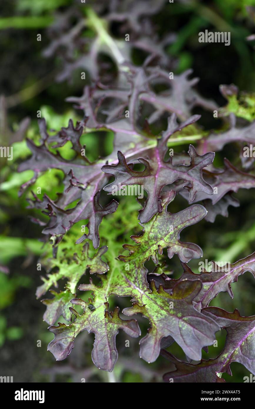 Senfgrün wächst in einem Gewächshaus Stockfoto
