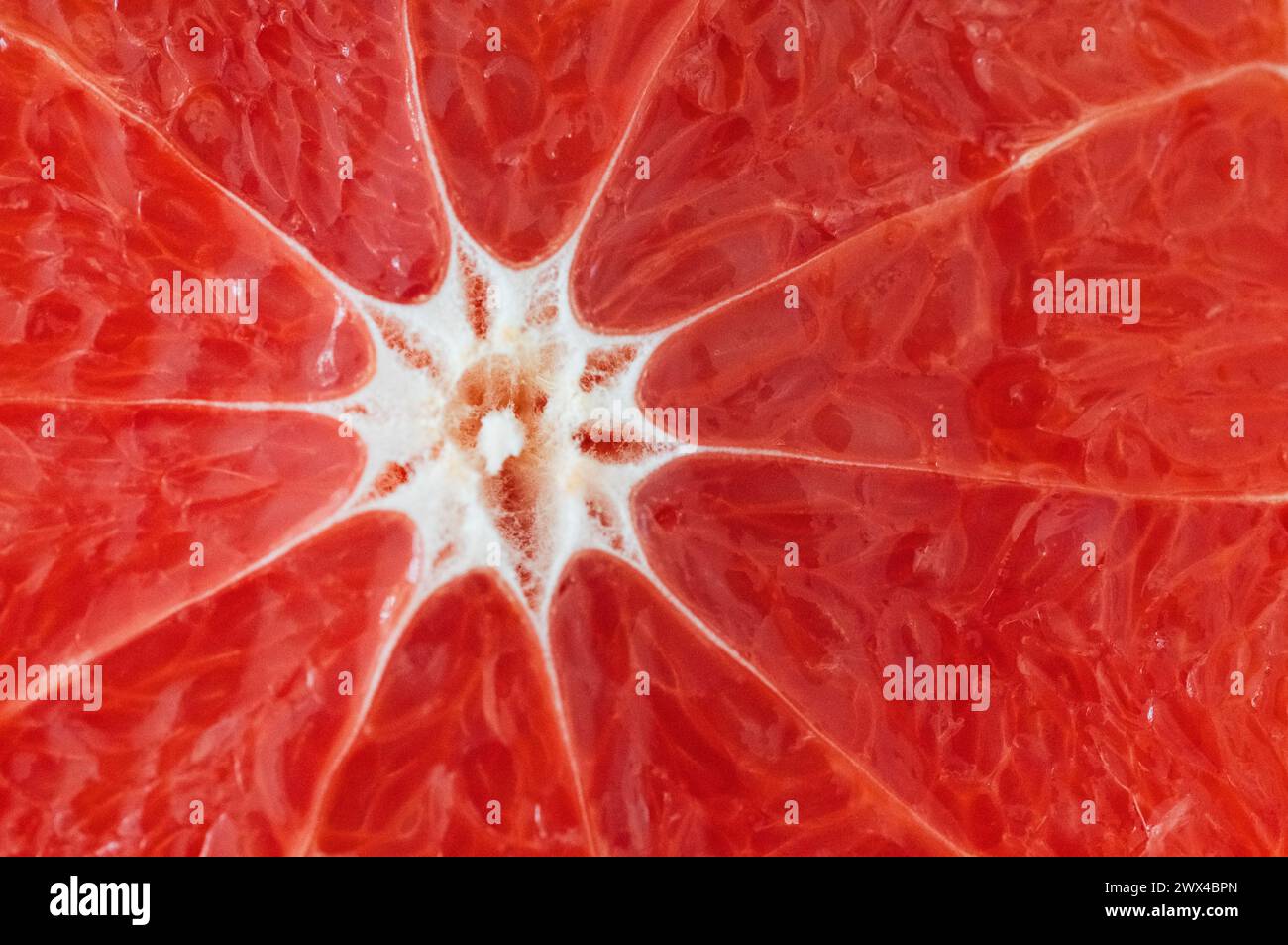 Schließen Sie die Fruchtscheibe Grapefruit Stockfoto