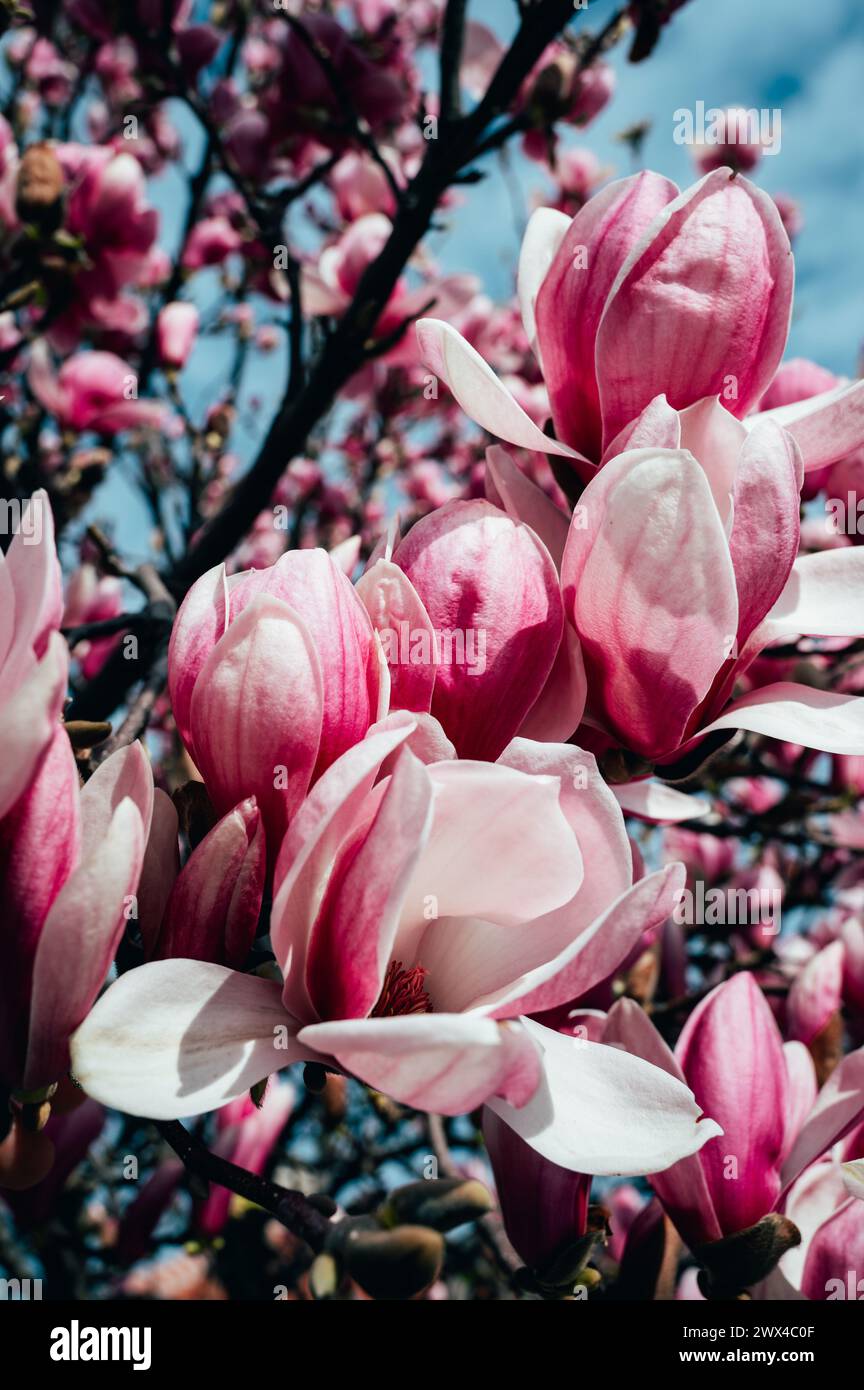 Schöne hellrosa Magnolienblüten auf blauem Himmel Hintergrund Stockfoto