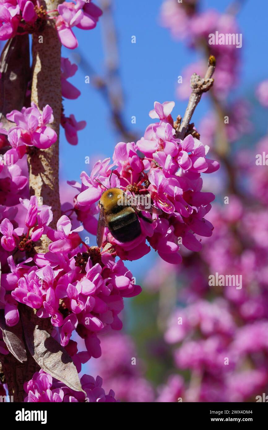 Die Biene sammelt Pollen auf den rosa Blüten eines Rotkehlbaums Stockfoto