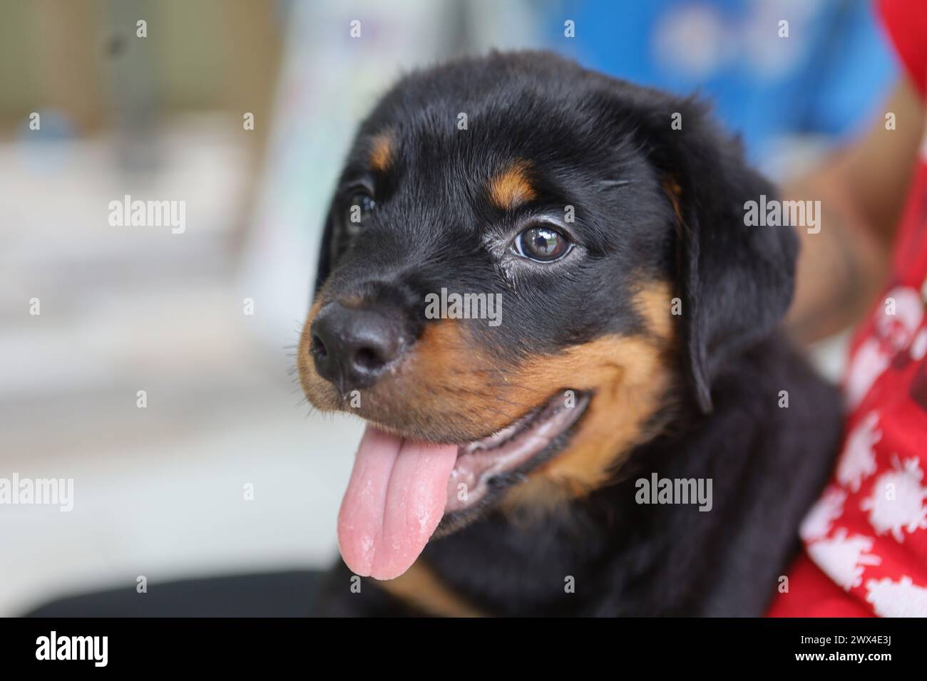 Ein schwarz-brauner Hund, der auf einer roten Couch sitzt Stockfoto