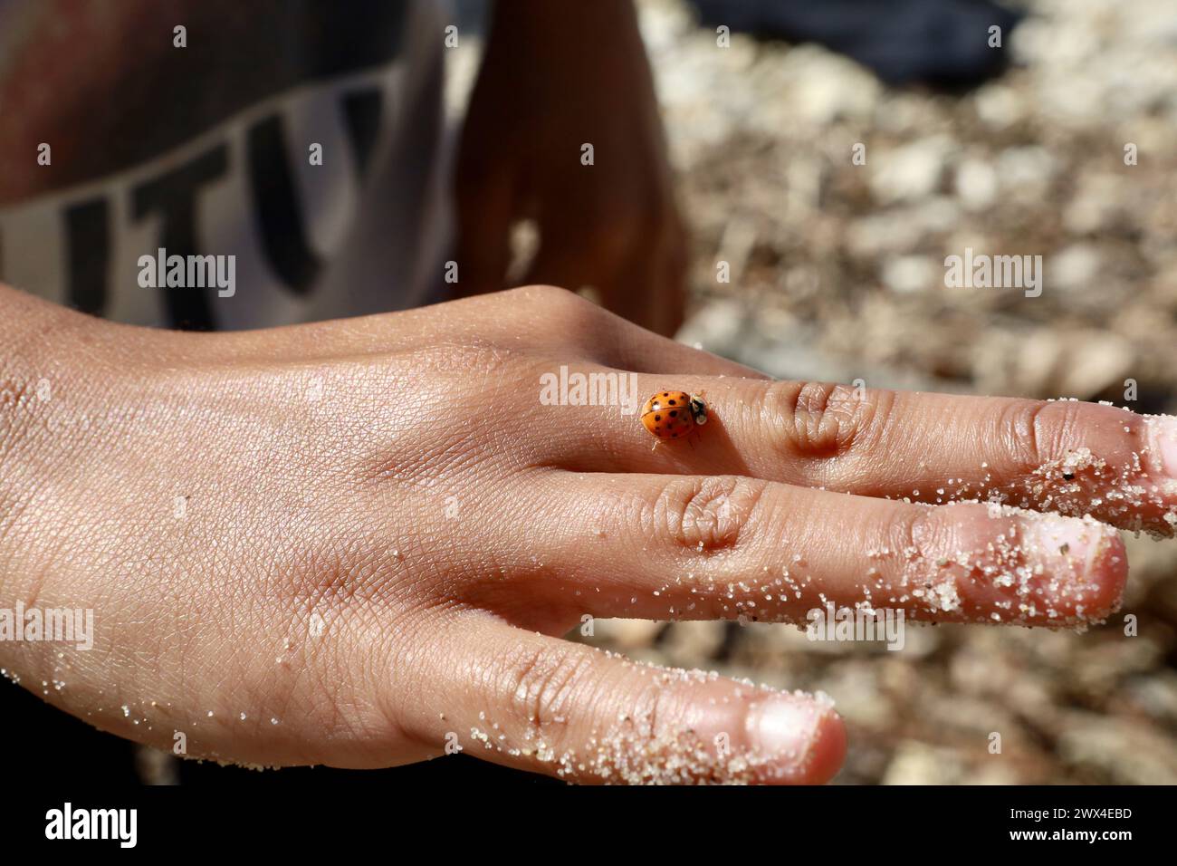 Nahaufnahme einer Person, die einen sandigen Marienkäfer hält Stockfoto
