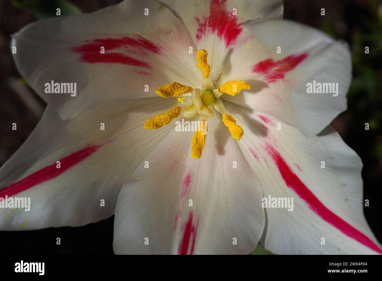 Nahaufnahme des Zentrums einer roten und weißen Tulpenblume Stockfoto