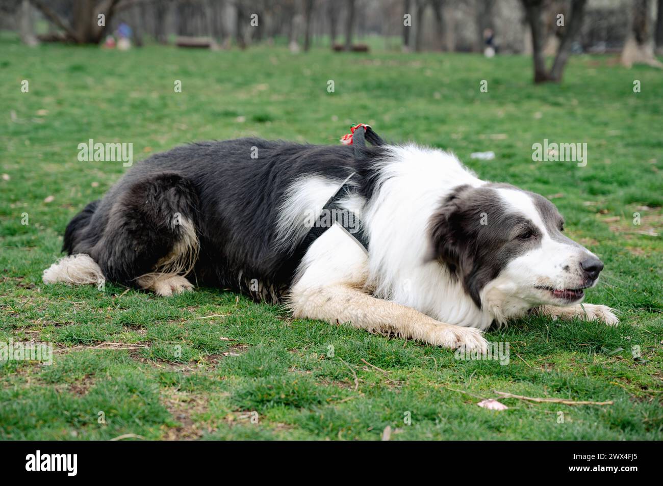 Grau-weiße Grenze Collie Hund, der auf dem Gras im Park in der warmen Sonne verblasst Stockfoto