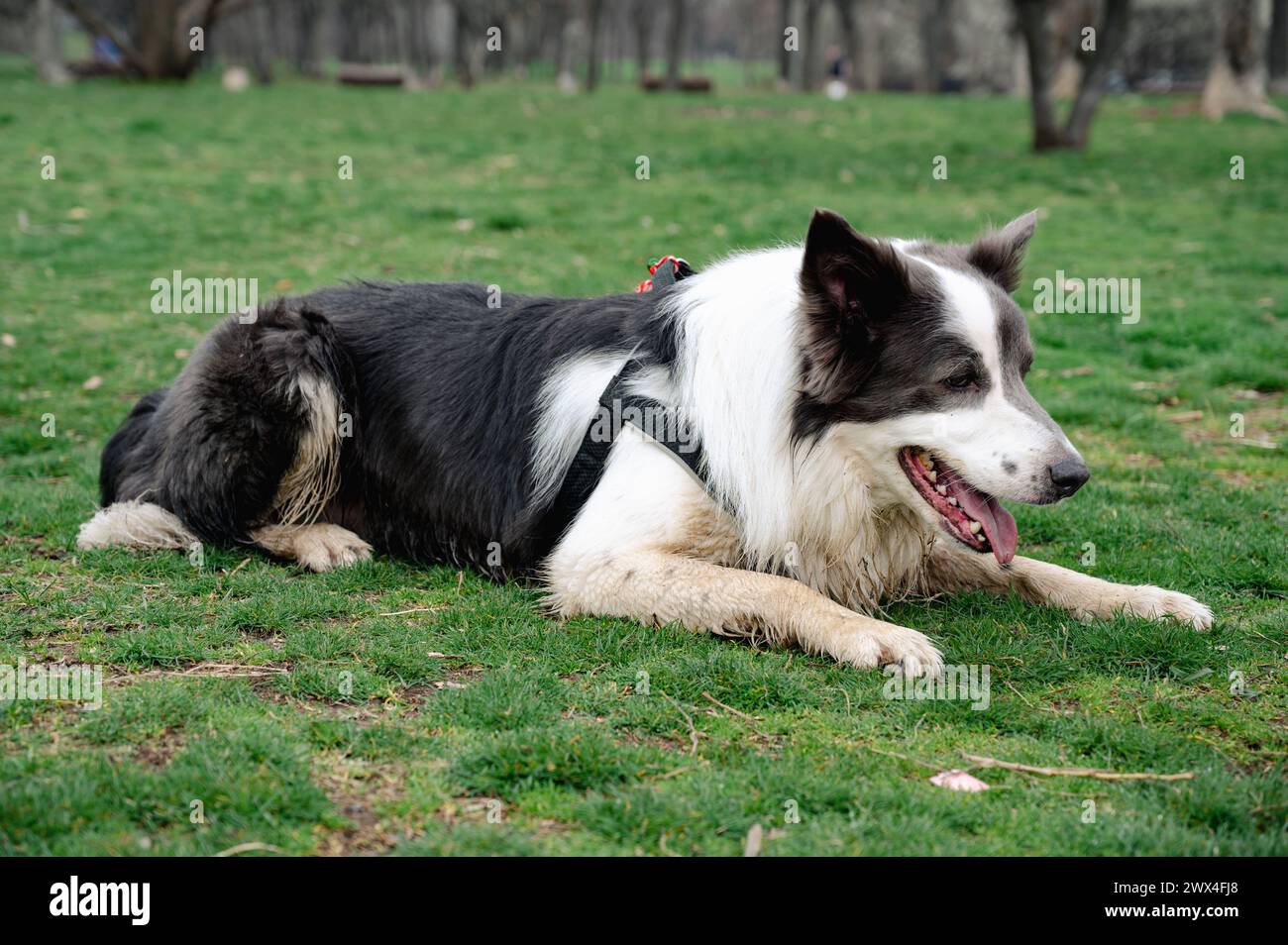 Grau-weißer Collie-Hund, der auf dem Gras im Park posiert und in der warmen Sonne die Zunge herausragt Stockfoto