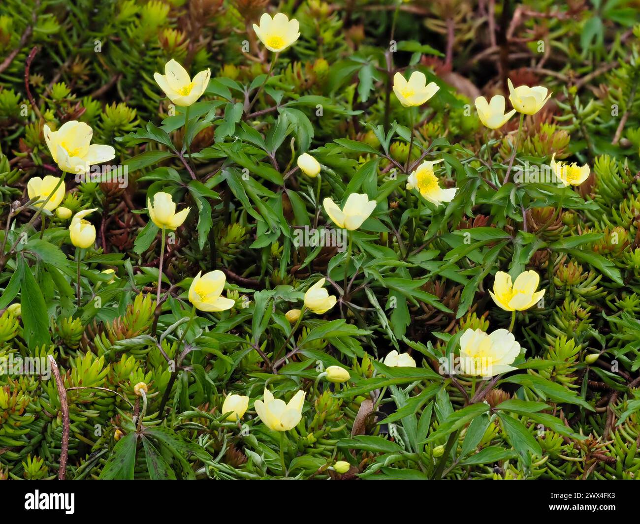 Blassgelbe Blüten der Frühlingsblühenden harten Hybridanemone, Anemone x lipsiensis Stockfoto