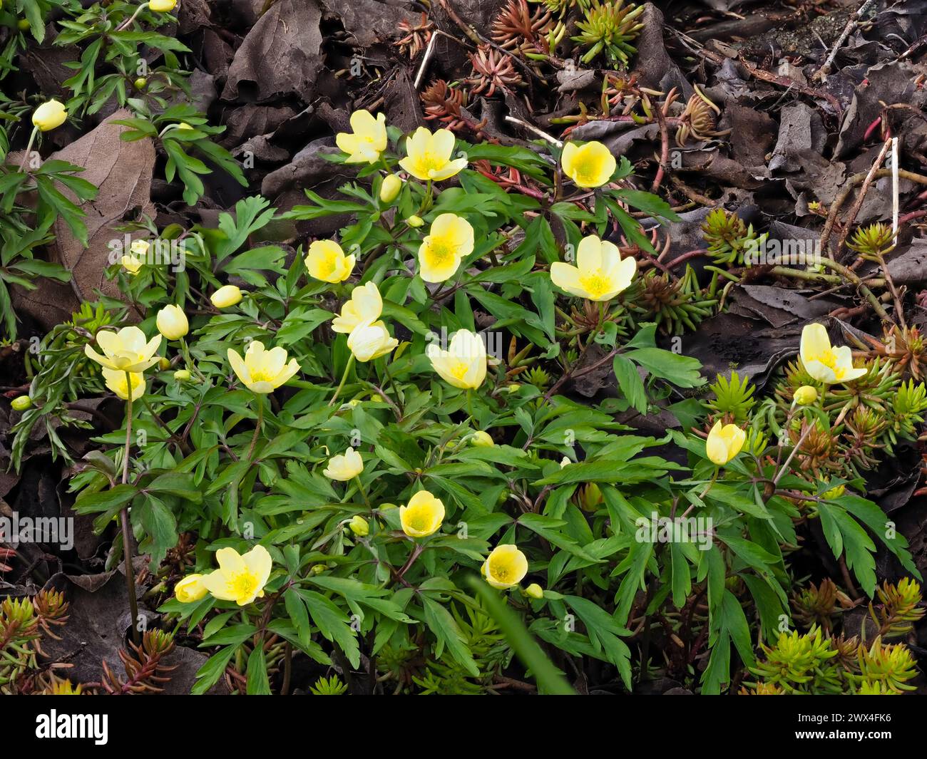 Blassgelbe Blüten der Frühlingsblühenden harten Hybridanemone, Anemone x lipsiensis Stockfoto