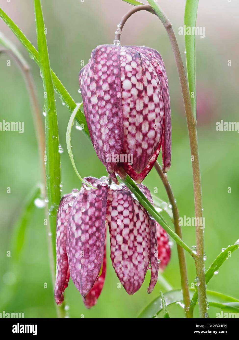 Tesselliertes Schachbrettmuster auf den Blütenblättern der Frühlingsblühenden Hardy Birne Fritillaria meleagris Stockfoto