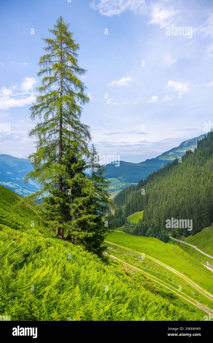 Ein einsamer Baum erhebt sich über üppige Farne mit einer Kulisse aus sanften Hügeln und einem klaren blauen Himmel. Stockfoto