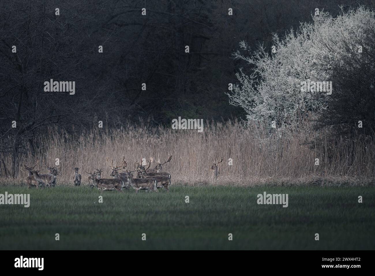 Mehrere Hirsche stehen im Gras in der Nähe von Bäumen Stockfoto