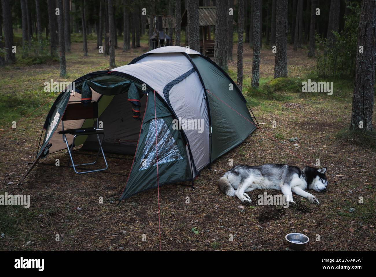 Camping, Huskyhund schläft im Sommer in der Nähe eines Zeltes im Wald. Stockfoto