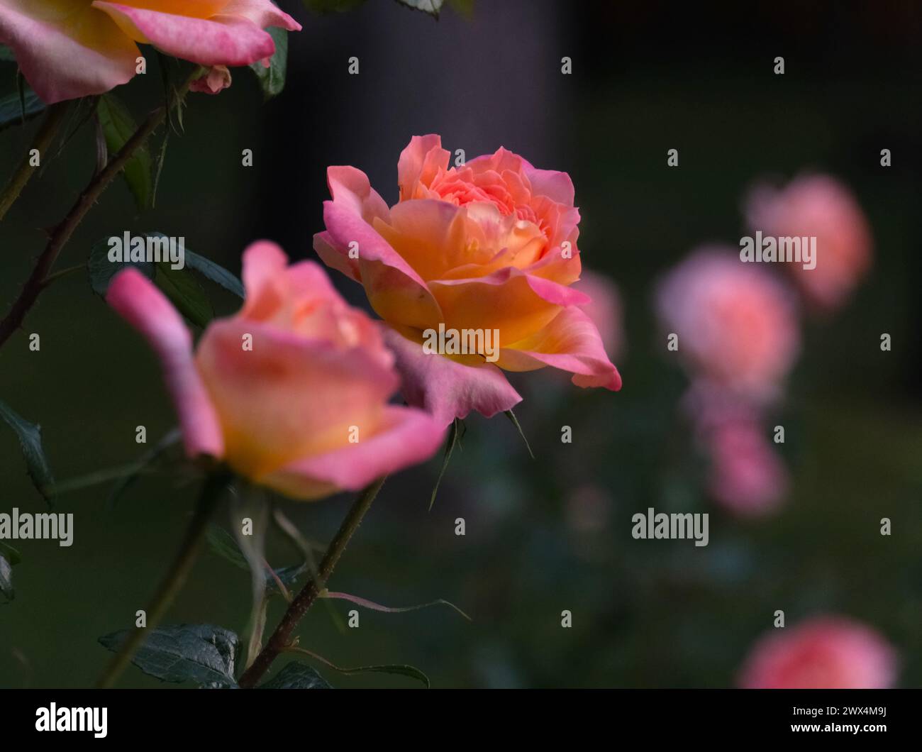 Nahaufnahme eines Busches aus rosa und orangen Rosen Stockfoto