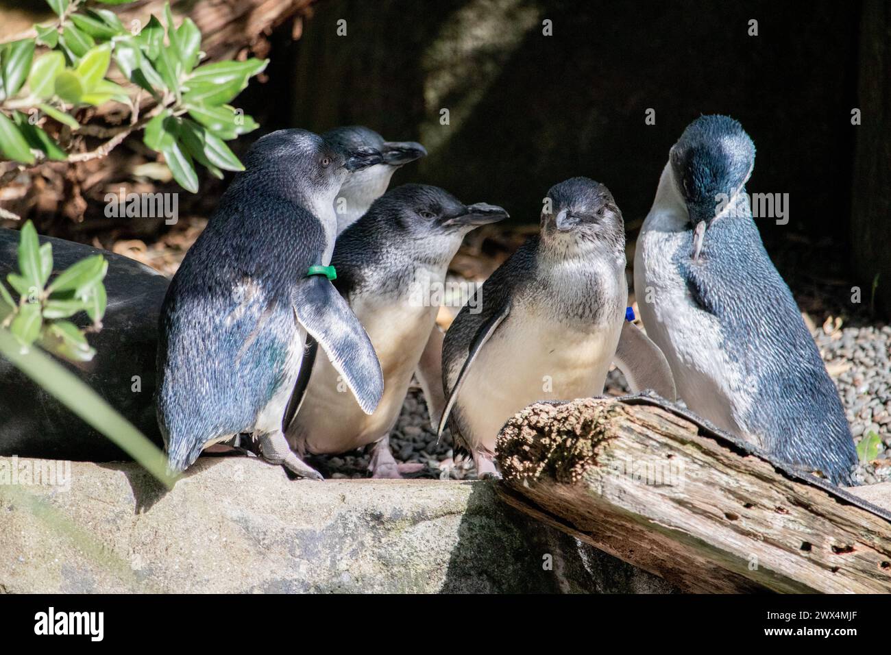 Gruppe von Korora: Kleine blaue Pinguine, die in der Sonne stehen Stockfoto