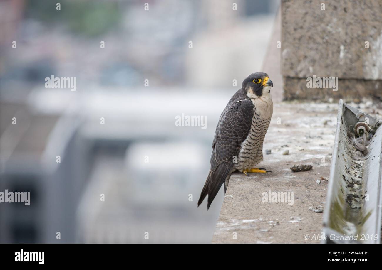 Ein Wanderfalke sitzt am Nest Stockfoto