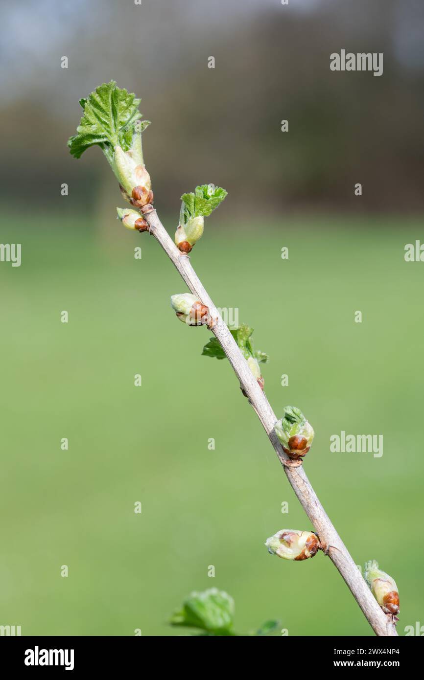 Nahaufnahme von Knospen an einem europäischen Stachelbeerstrauch (ribes uva-crispa) Stockfoto