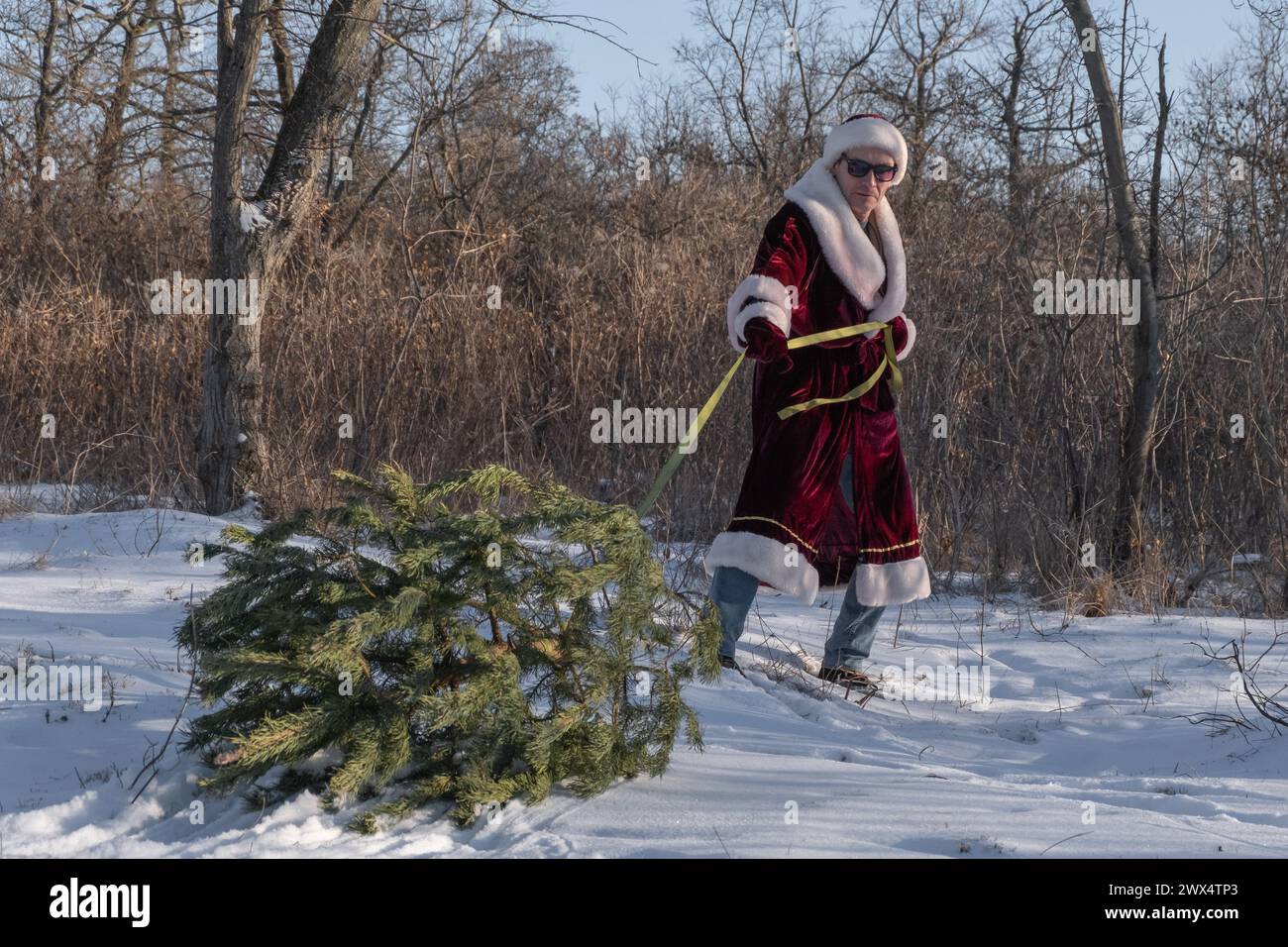 Ein junger Mann, der als Weihnachtsmann verkleidet ist, zieht Einen Weihnachtsbaum durch den Schnee im Wald Stockfoto