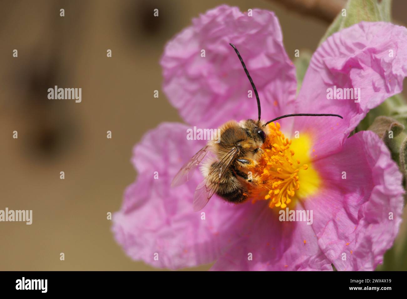 Biene aus der Familie Eucera sammelt Nektar aus der markanten Blüte des Zistus albidus (Steinrose) Strauchs im Naturpark Sierra de Mariola, Alco Stockfoto