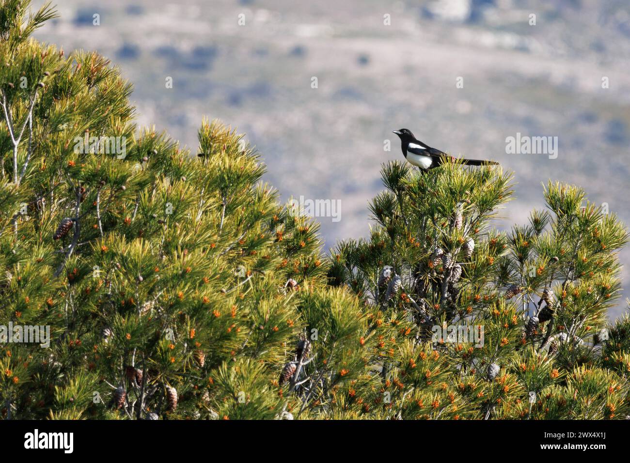 Gemeine Elster Pica Pica auf dem Kiefernrücken des Waldes Sierra de Mariola in Alcoy, Spanien Stockfoto