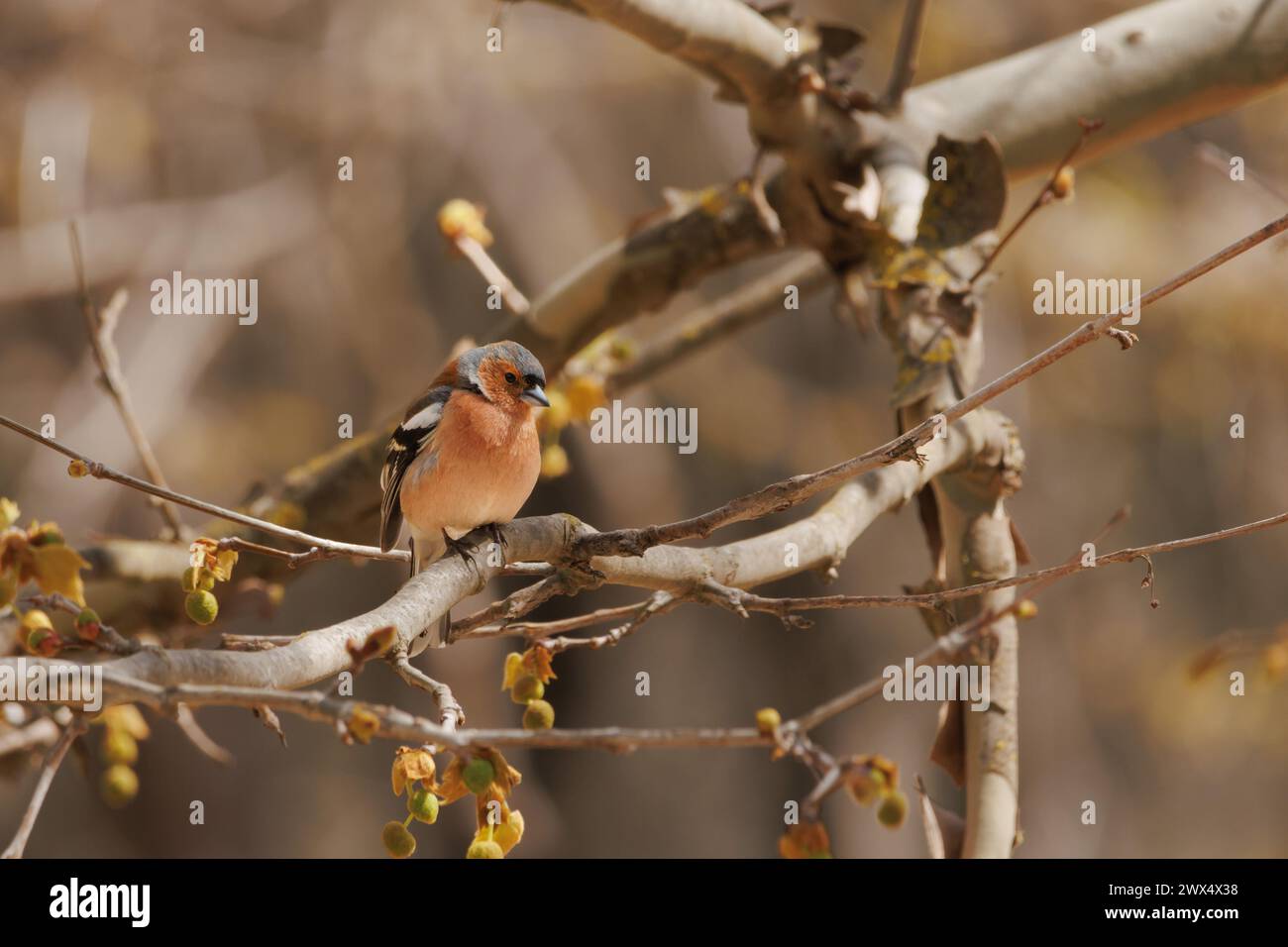 Kaffinchen, Fringilla Coelebs, die auf einem Zweig des platanus hispanica-Baumes mit Knospen des frühen Frühlings in der Präventivzeit von Alcoy, Spanien, thront Stockfoto