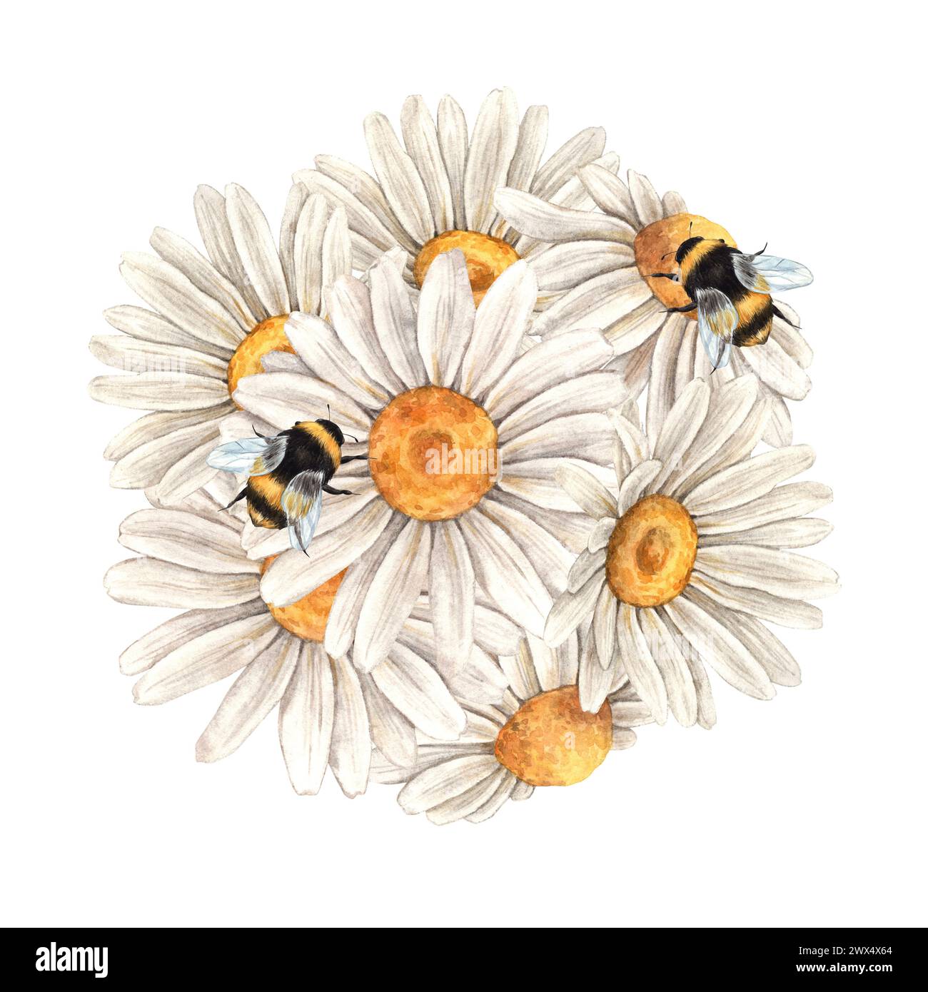 Aquarellflorale Komposition von Gänseblümchen mit Bienen. Abbildung ist handgezeichnet, geeignet für Menüdesign, Verpackung, Poster, Website, Textil, Stockfoto