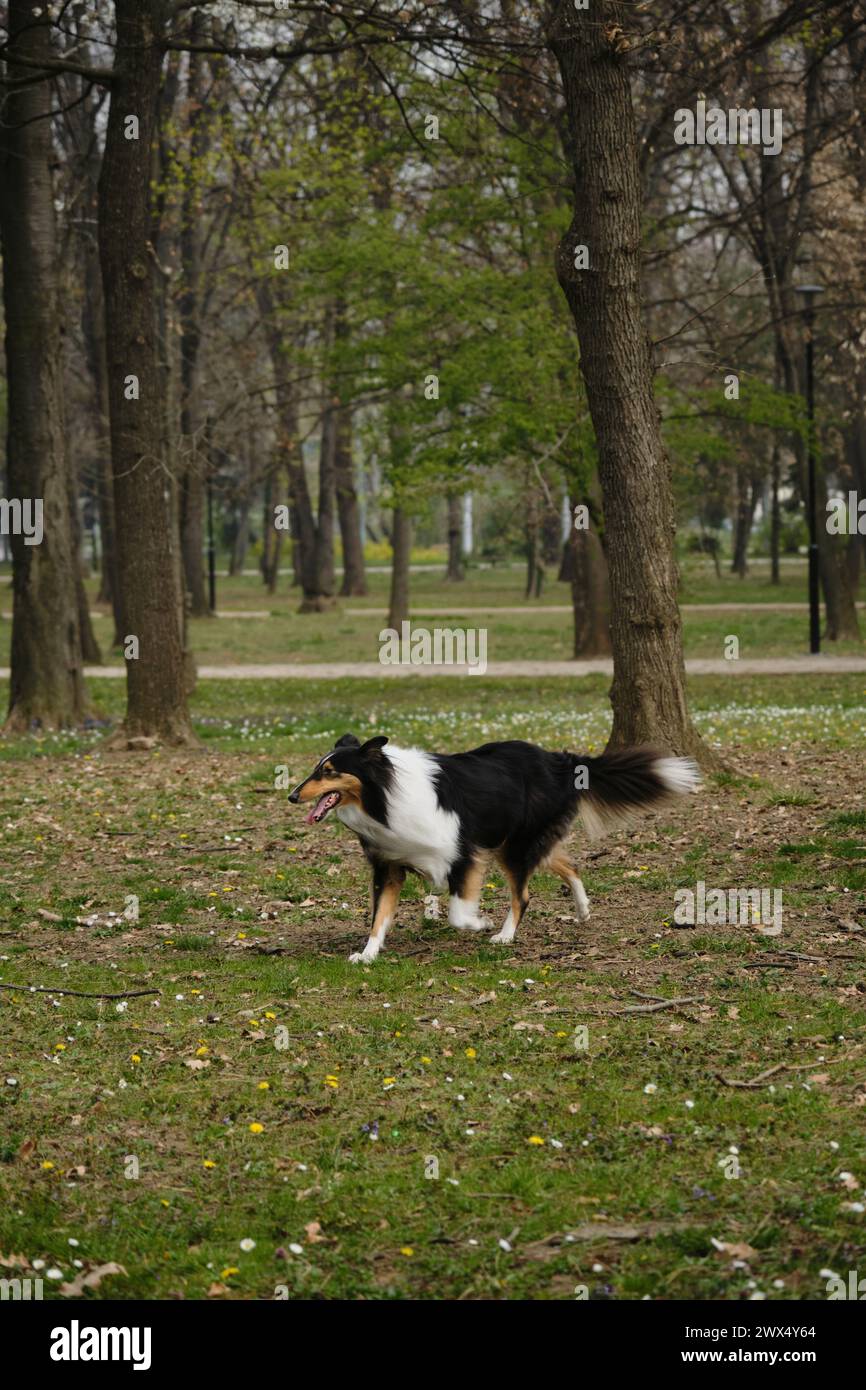 Black Tricolor Rough Collie spaziert im Frühlingspark an sonnigen Tagen und posiert. Lustiger schottischer Collie-Hund, langhaariger englischer Collie bleibt in der Natur. Volle l Stockfoto